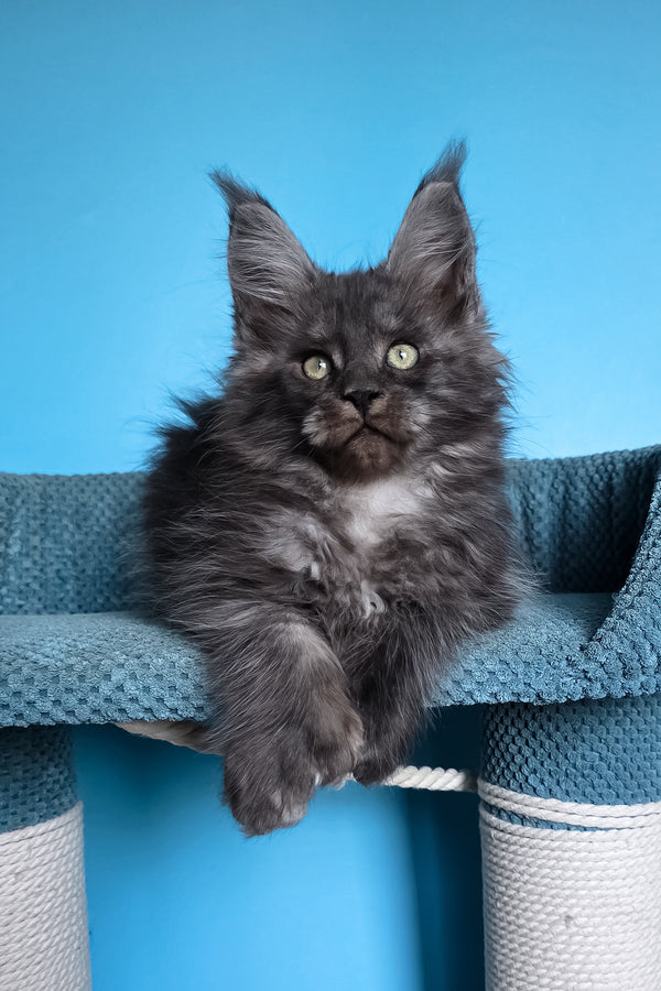 Ulf | Polydactyl Maine Coon Kitten