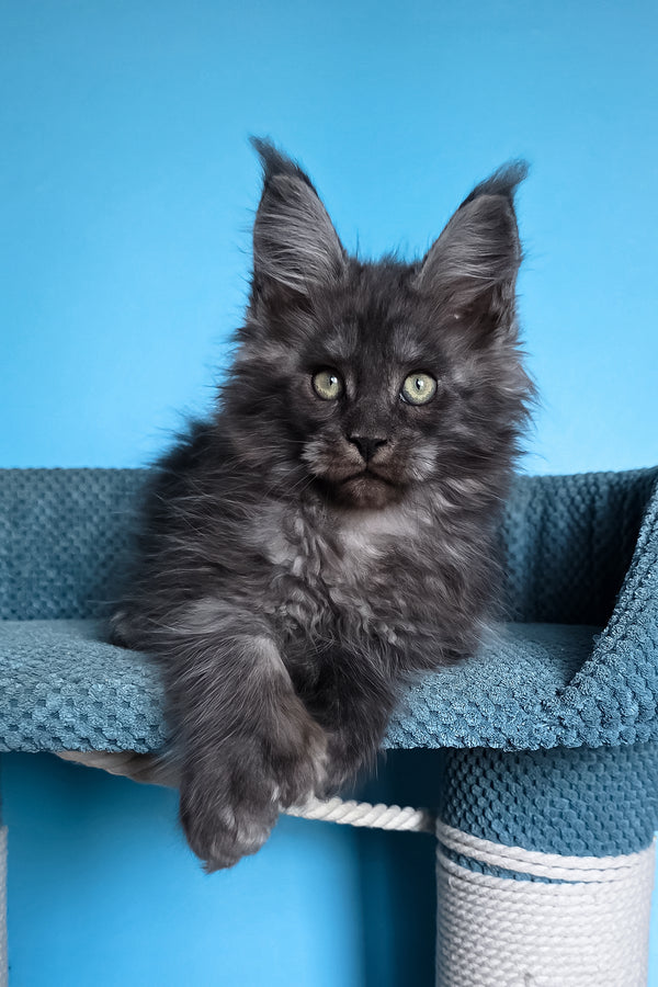Ulf | Polydactyl Maine Coon Kitten