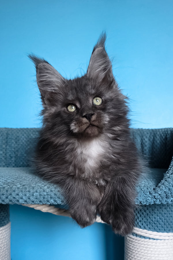 Ulf | Polydactyl Maine Coon Kitten