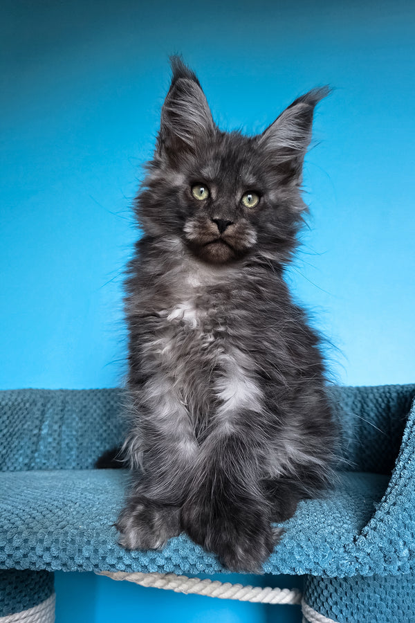 Ulf | Polydactyl Maine Coon Kitten