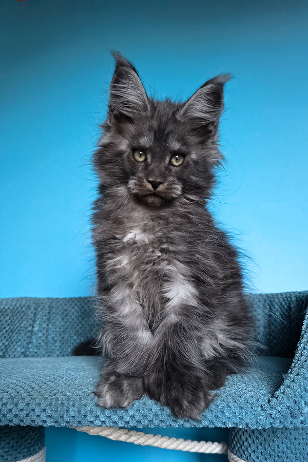 Ulf | Polydactyl Maine Coon Kitten