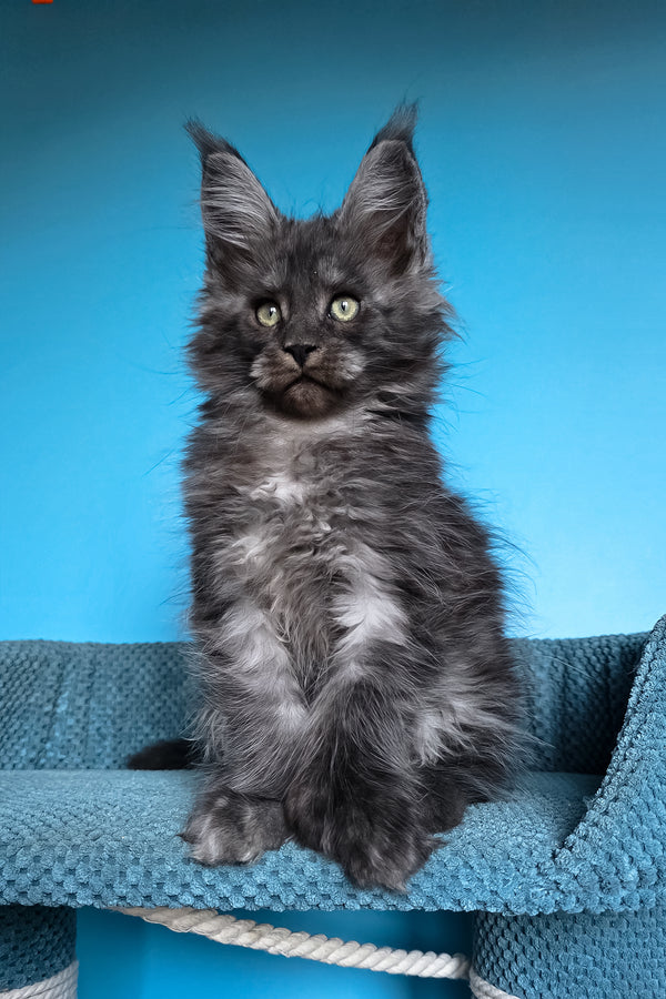 Ulf | Polydactyl Maine Coon Kitten