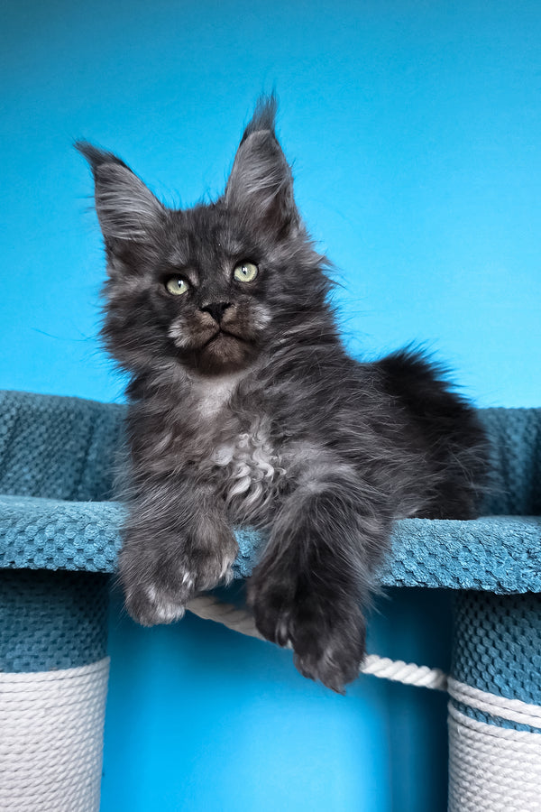 Ulf | Polydactyl Maine Coon Kitten
