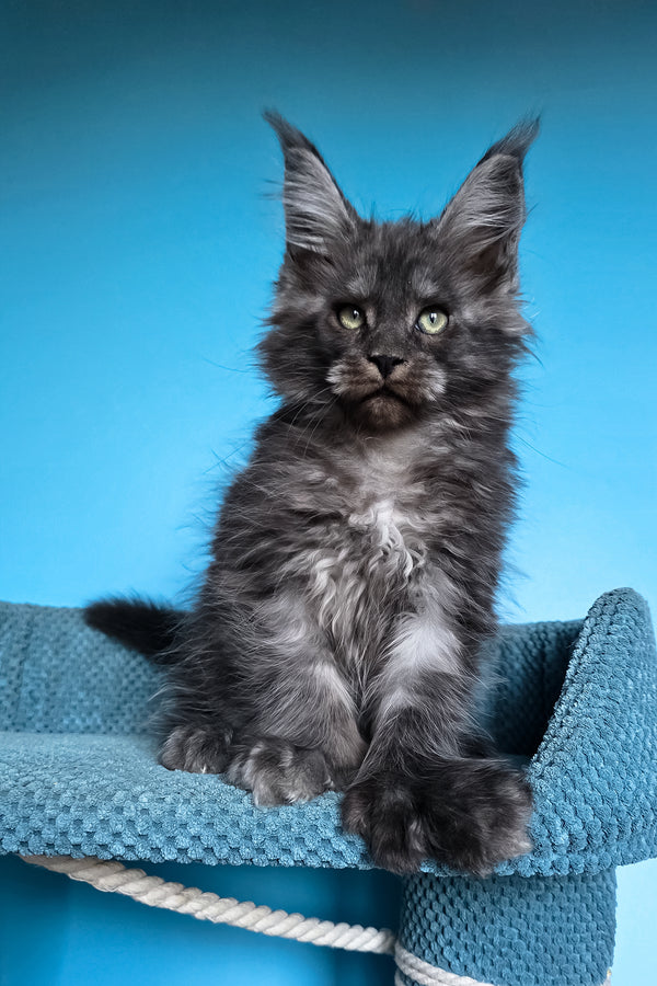 Ulf | Polydactyl Maine Coon Kitten