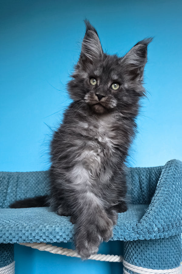 Ulf | Polydactyl Maine Coon Kitten