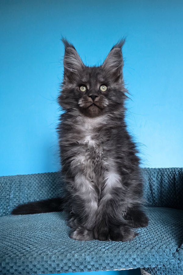 Ulf | Polydactyl Maine Coon Kitten