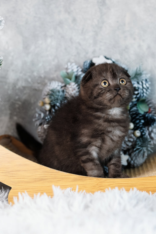 Ulia | Scottish Fold Kitten