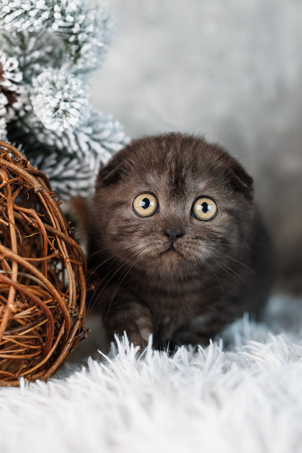 Ulia | Scottish Fold Kitten