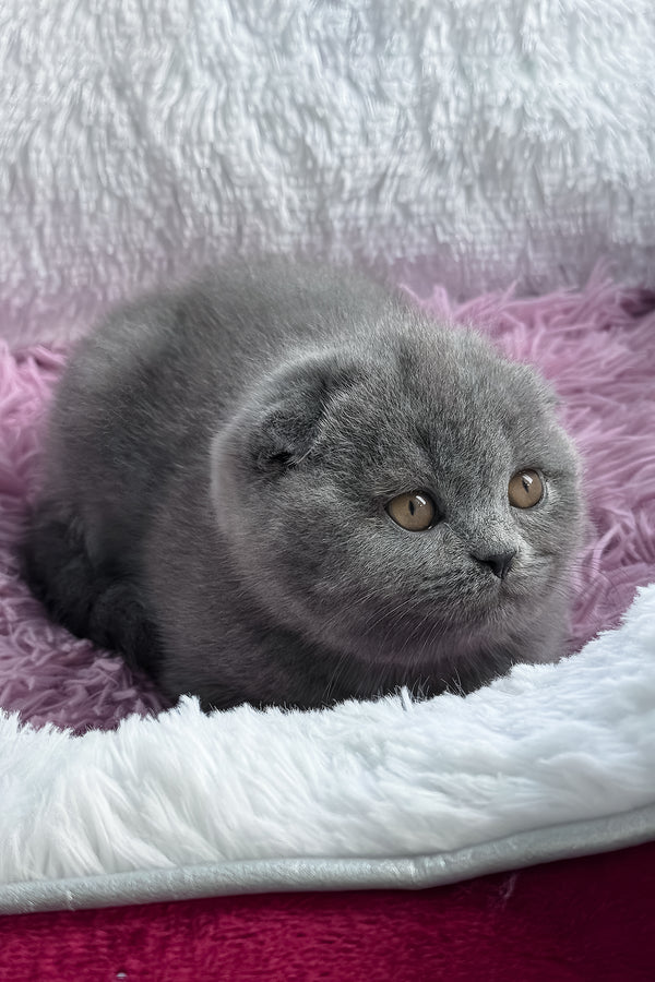 Ulya | Scottish Fold Kitten