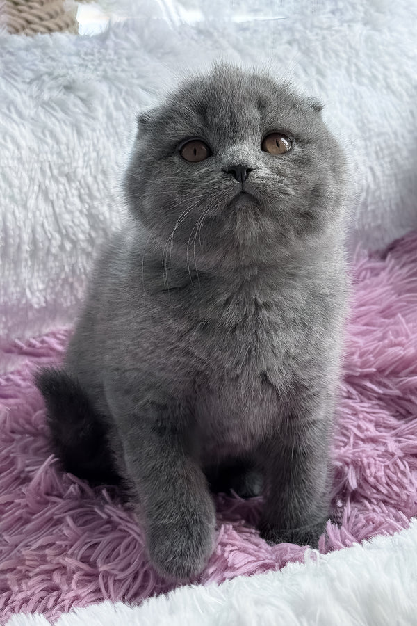 Ulya | Scottish Fold Kitten