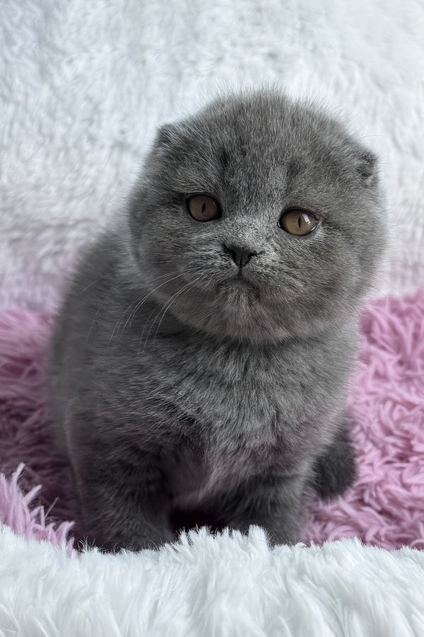 Ulya | Scottish Fold Kitten