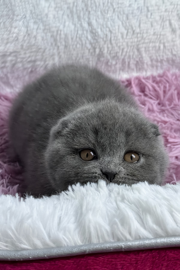 Ulya | Scottish Fold Kitten
