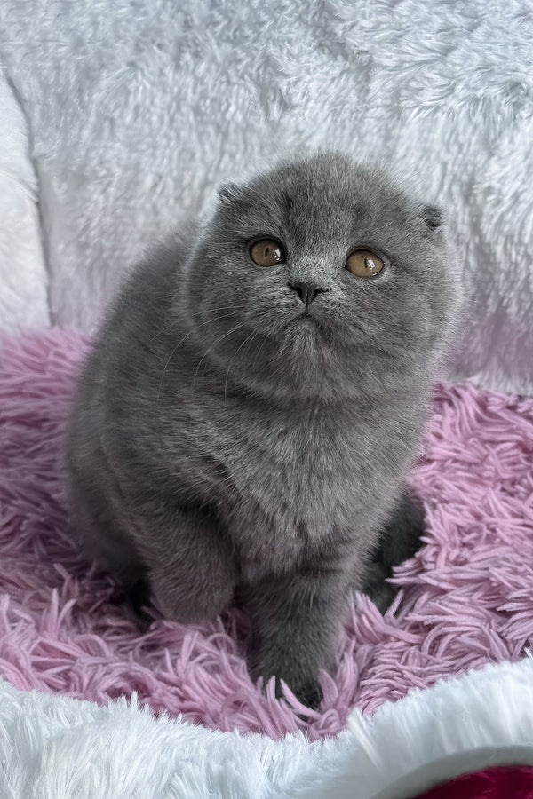 Ulya | Scottish Fold Kitten