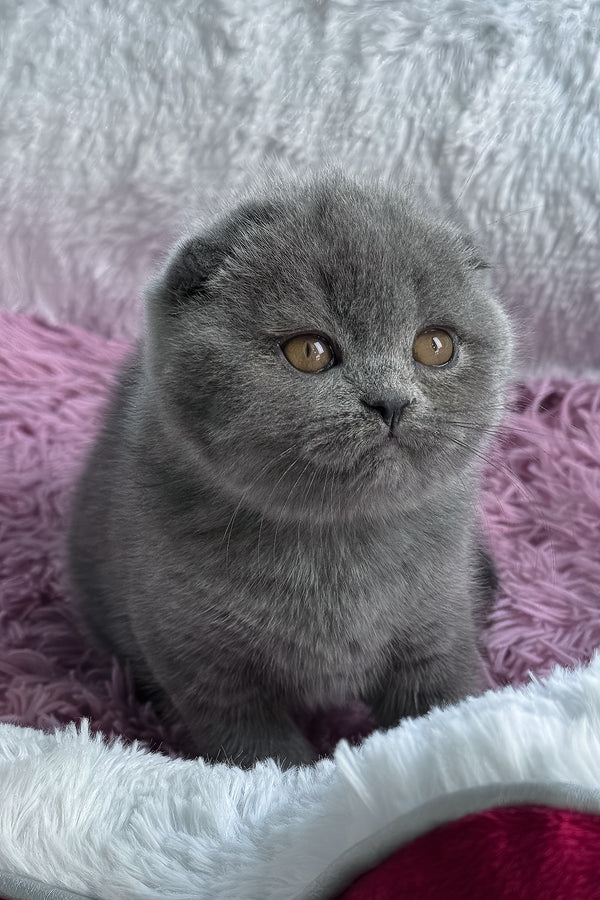 Ulya | Scottish Fold Kitten