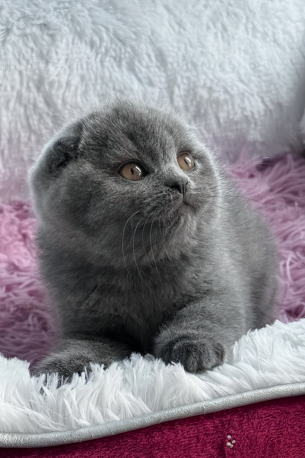 Ulya | Scottish Fold Kitten