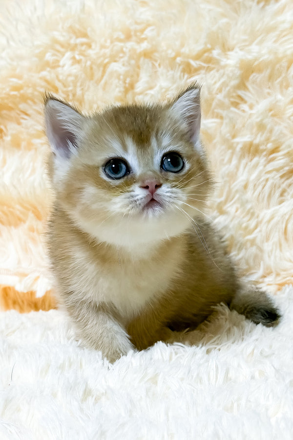 Ulla | British Shorthair Kitten