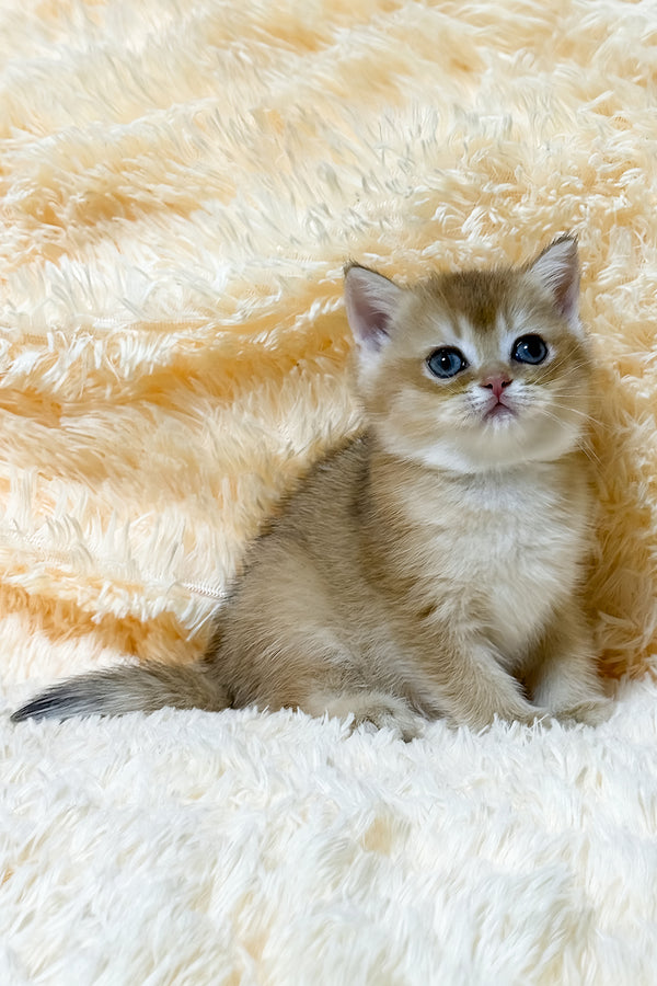 Ulla | British Shorthair Kitten