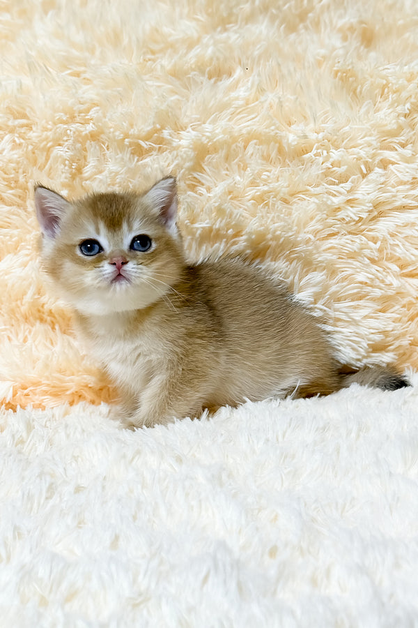 Ulla | British Shorthair Kitten