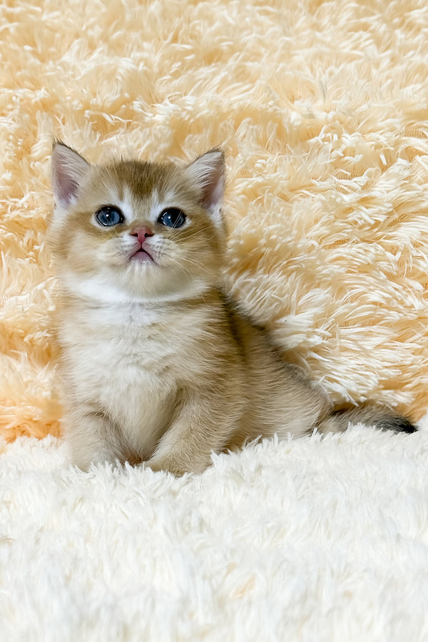 Ulla | British Shorthair Kitten