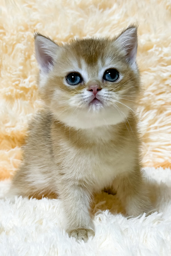 Ulla | British Shorthair Kitten