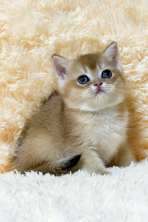 Ulla | British Shorthair Kitten