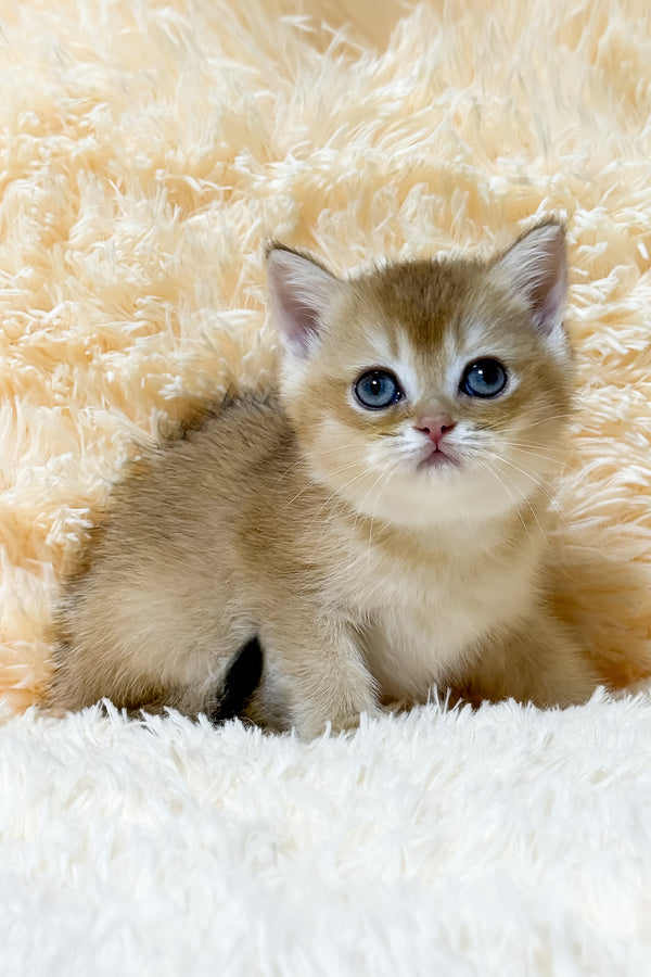 Ulla | British Shorthair Kitten
