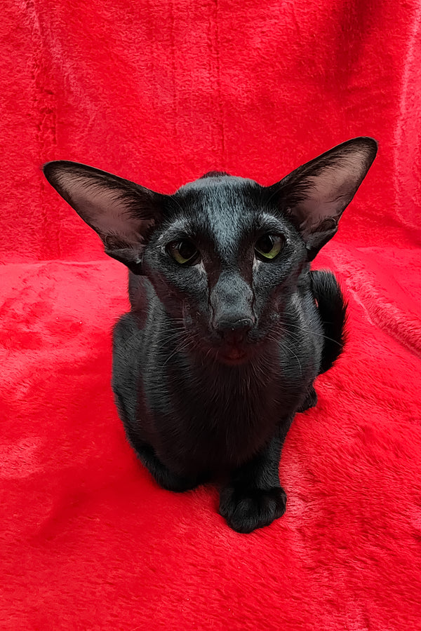 Ulric | Oriental Shorthair Kitten