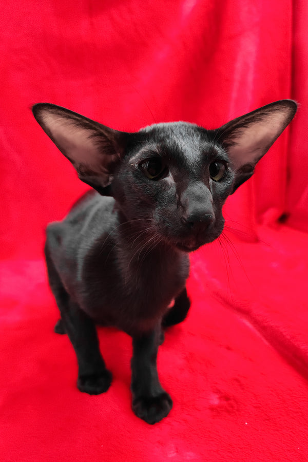 Ulric | Oriental Shorthair Kitten