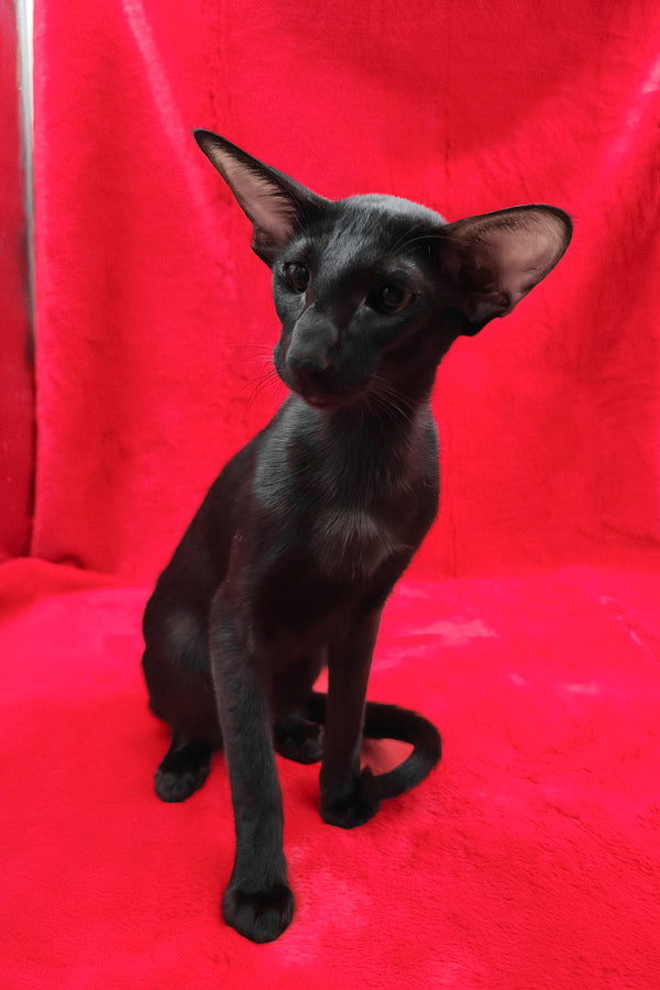 Ulric | Oriental Shorthair Kitten