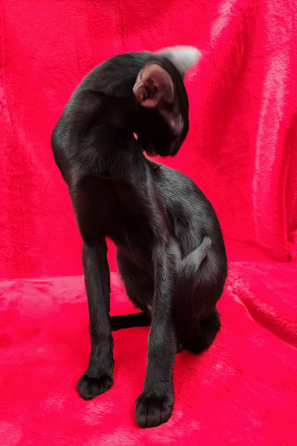 Ulric | Oriental Shorthair Kitten