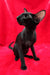 Ulric | Oriental Shorthair Kitten