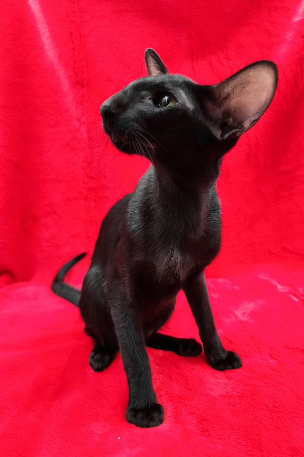 Ulric | Oriental Shorthair Kitten