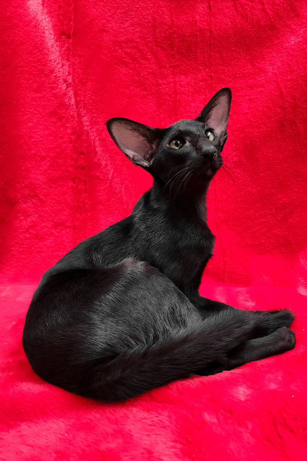 Ulric | Oriental Shorthair Kitten