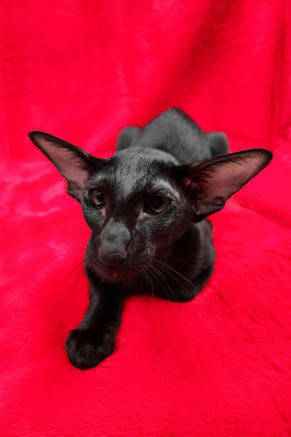 Ulric | Oriental Shorthair Kitten