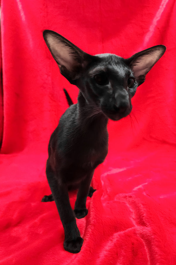 Ulric | Oriental Shorthair Kitten