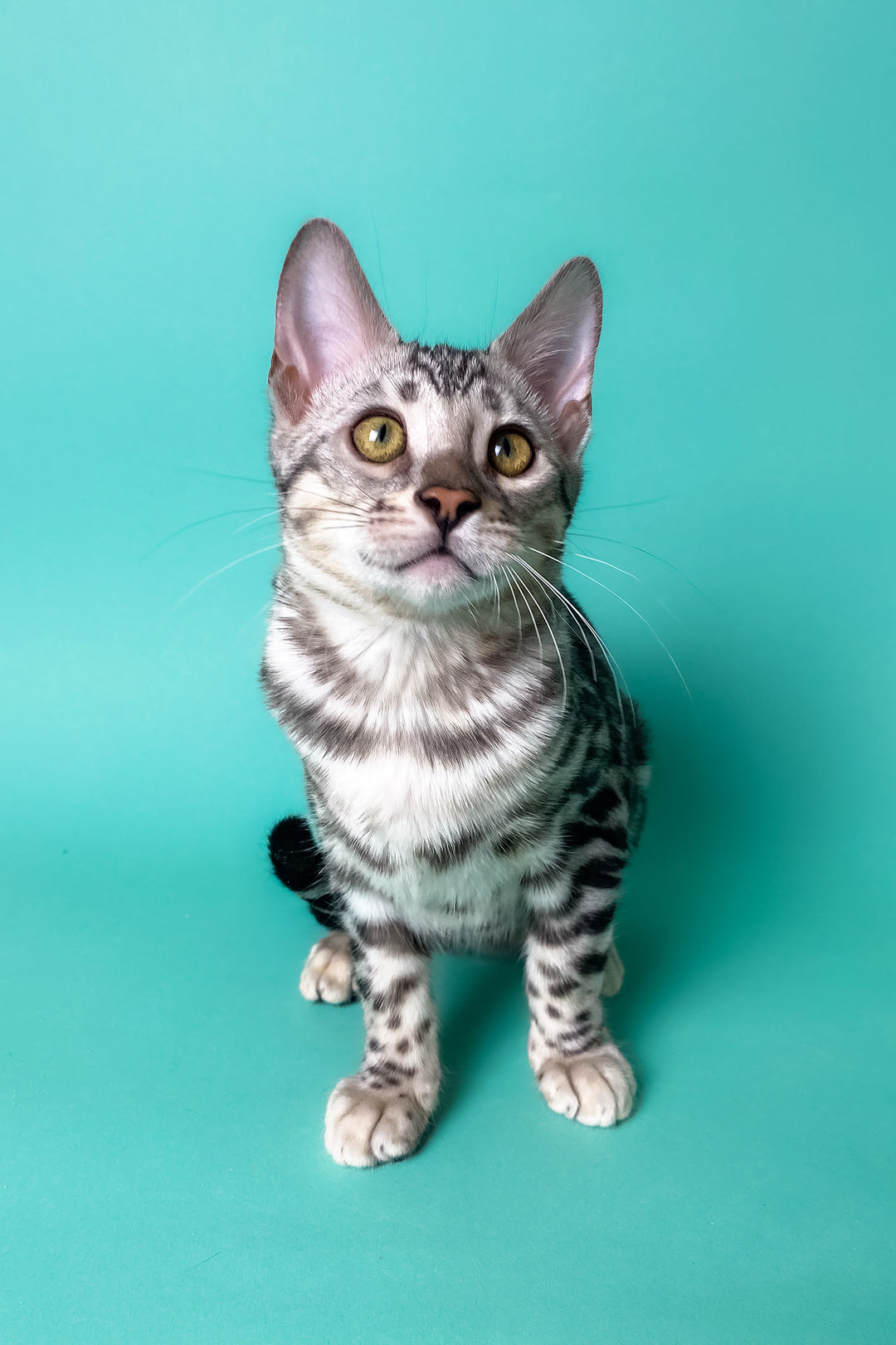 Bengal Kittens in Los Angeles, CA - Adopt Yours Today – Purebred Kitties