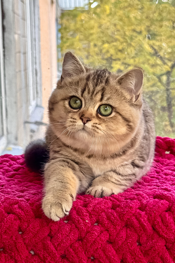 Ultra | British Shorthair Kitten