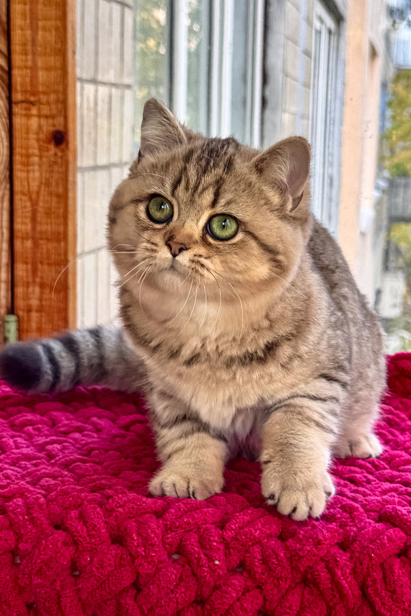 Ultra | British Shorthair Kitten