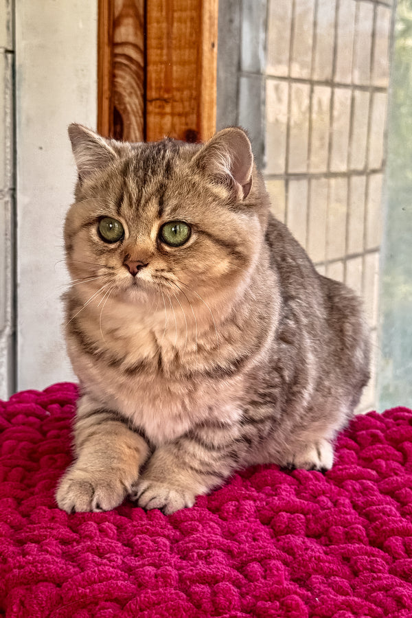 Ultra | British Shorthair Kitten