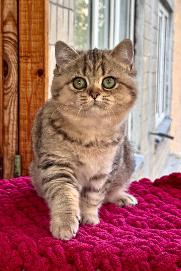 Ultra | British Shorthair Kitten