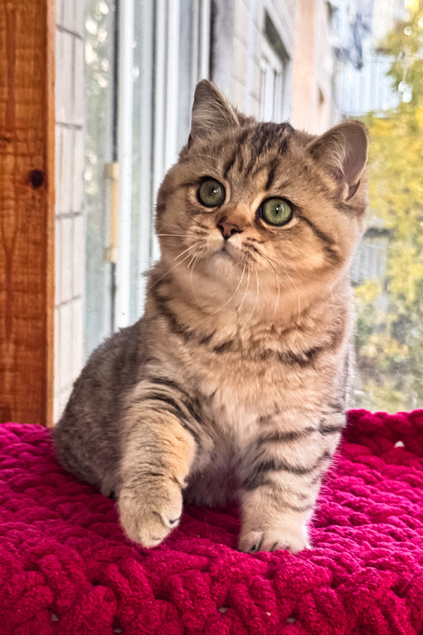 Ultra | British Shorthair Kitten