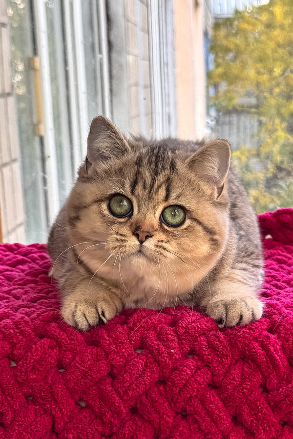 Ultra | British Shorthair Kitten