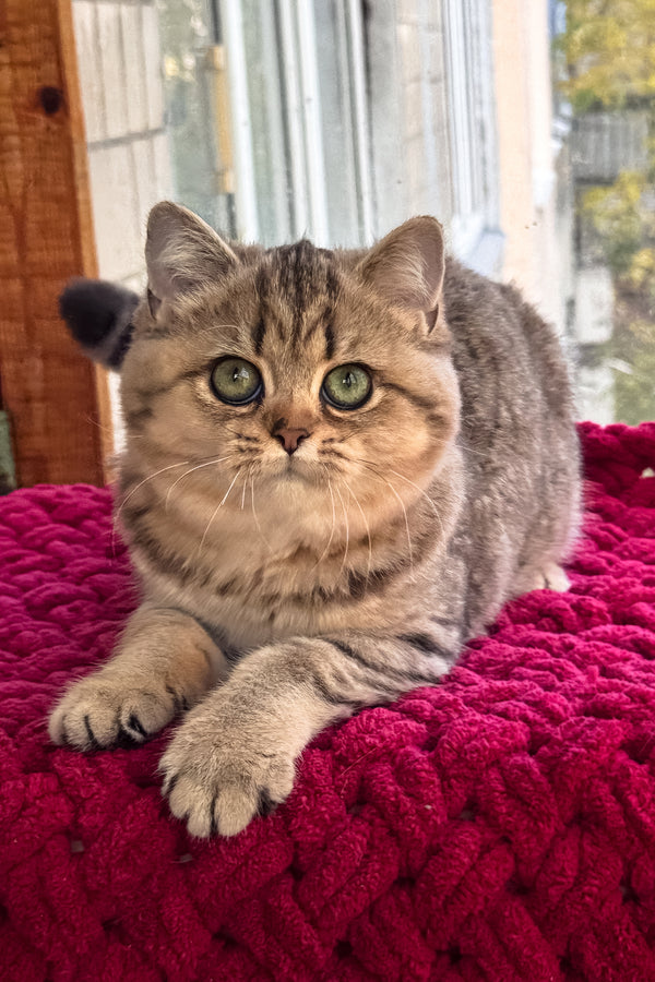 Ultra | British Shorthair Kitten