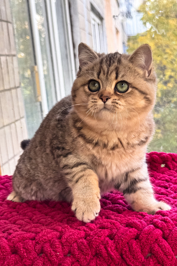 Ultra | British Shorthair Kitten