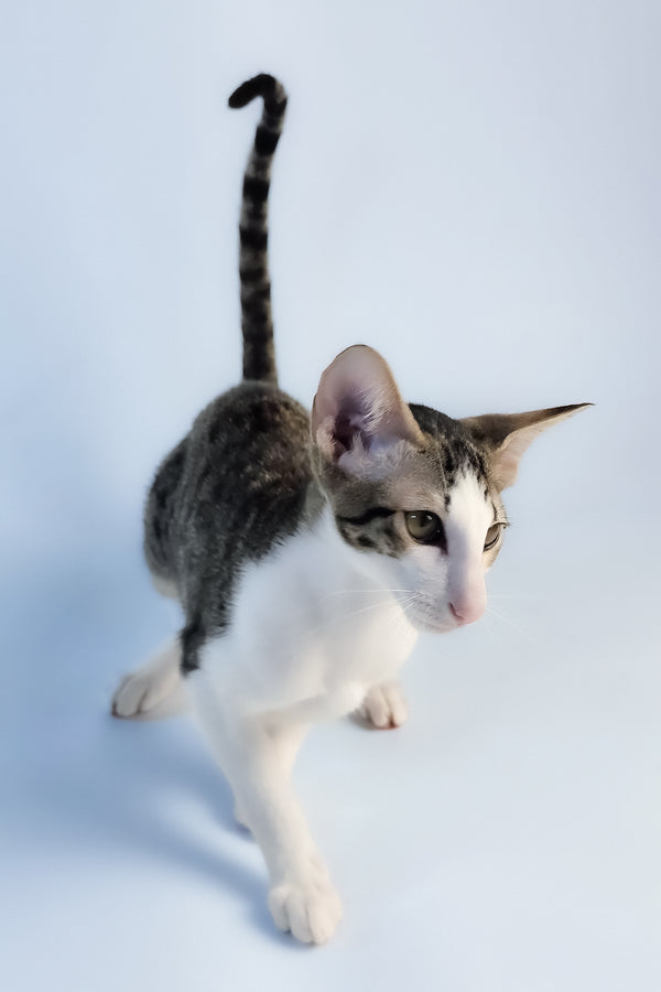 Ulya | Oriental Shorthair Kitten