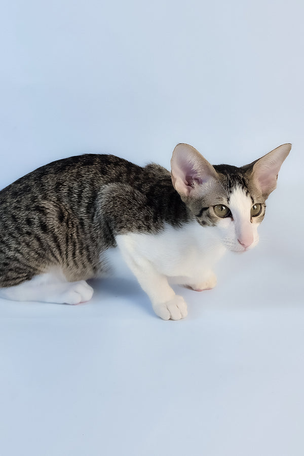 Ulya | Oriental Shorthair Kitten