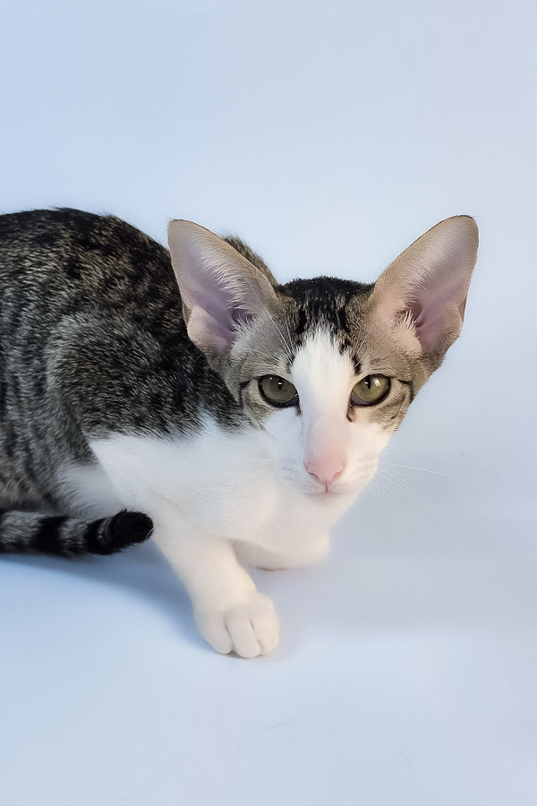 Ulya | Oriental Shorthair Kitten