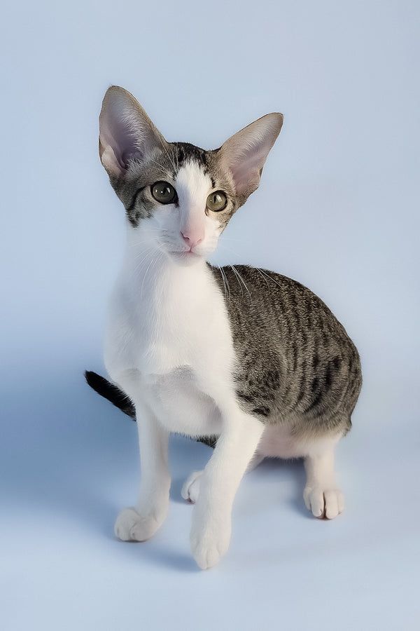 Ulya | Oriental Shorthair Kitten