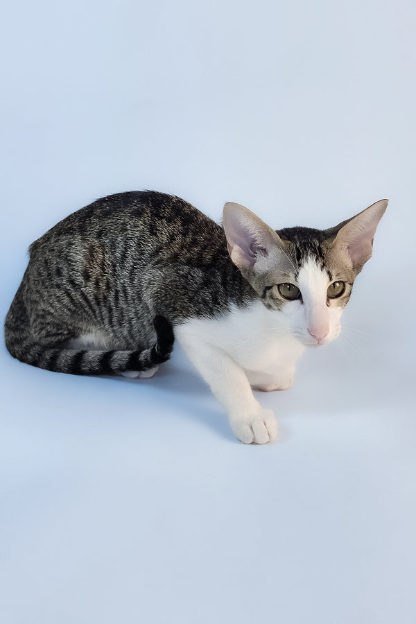 Ulya | Oriental Shorthair Kitten