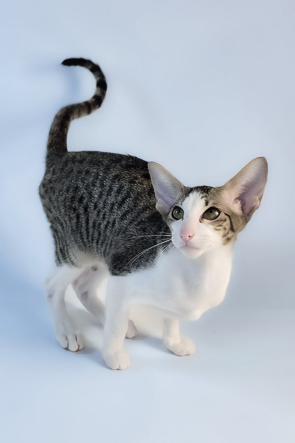 Ulya | Oriental Shorthair Kitten